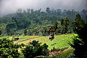 Plantations on steep slopes of the Mount Lawu. 